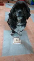 Lambido