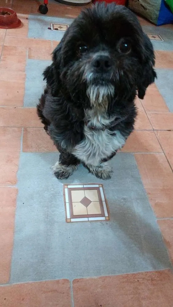 Cachorro ra a Shiatsu idade 5 anos nome Lambido