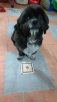 Lambido