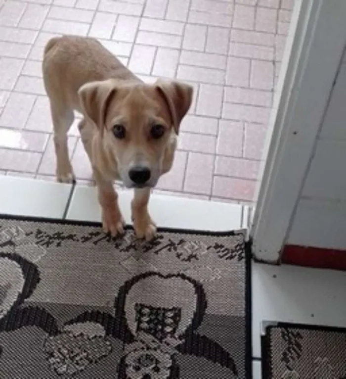 Cachorro ra a SRD idade 2 a 6 meses nome FILHOTE SRD