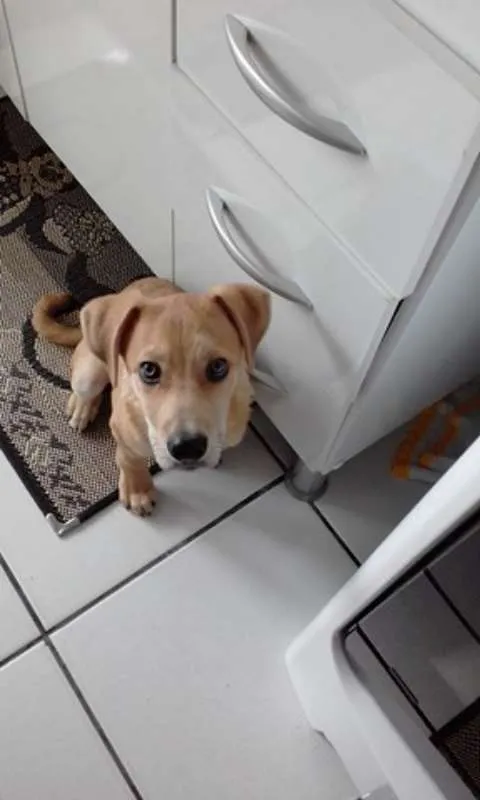 Cachorro ra a SRD idade 2 a 6 meses nome FILHOTE SRD