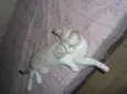 DIDO