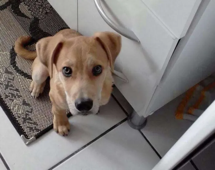 Cachorro ra a SRD idade 2 a 6 meses nome FILHOTE SRD