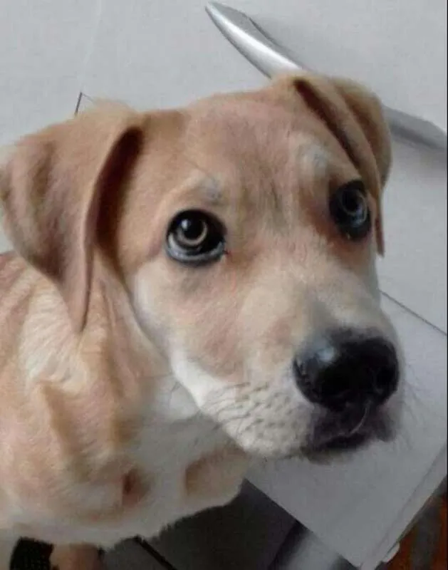 Cachorro ra a SRD idade 2 a 6 meses nome FILHOTE SRD