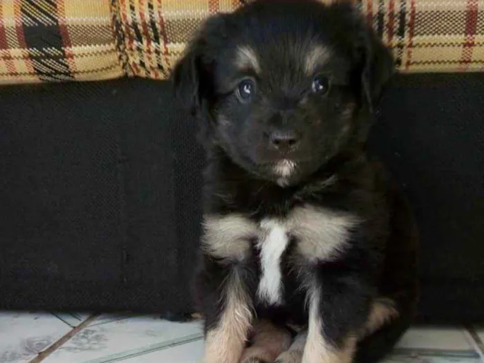 Cachorro ra a vira lata idade 2 a 6 meses nome Thor