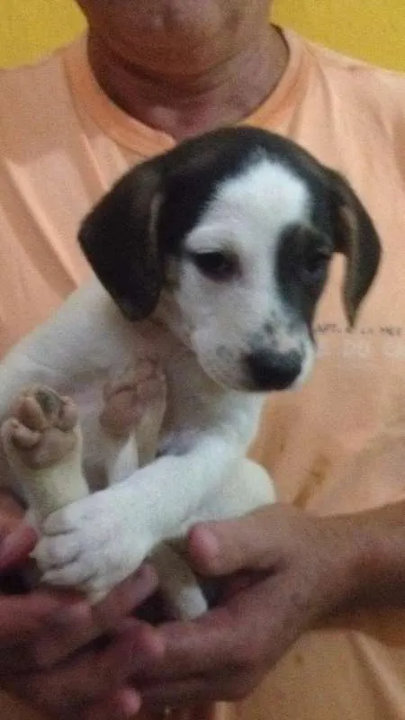 Cachorro raça MESTIÇO idade Abaixo de 2 meses nome FILHOTES