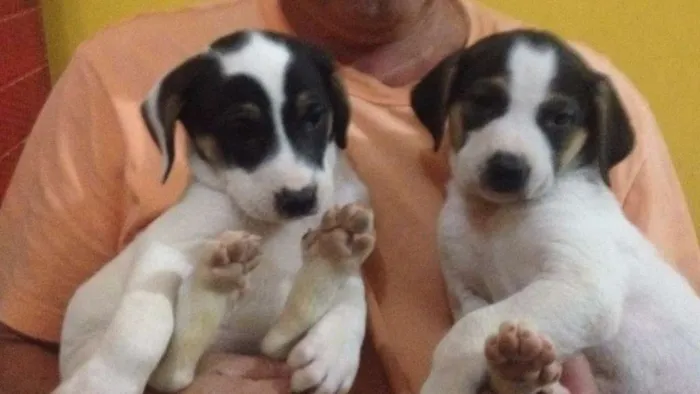 Cachorro raça MESTIÇO idade Abaixo de 2 meses nome FILHOTES