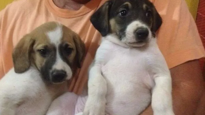 Cachorro raça MESTIÇO idade Abaixo de 2 meses nome FILHOTES