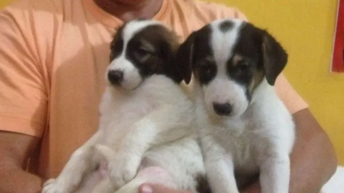 Cachorro raça MESTIÇO idade Abaixo de 2 meses nome FILHOTES