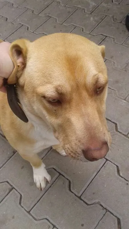 Cachorro ra a Vira Lata idade 2 anos nome -