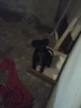 pretinho