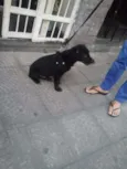 pretinho