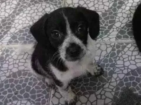 Cachorro raça Mestiços idade 2 a 6 meses nome Sem nome
