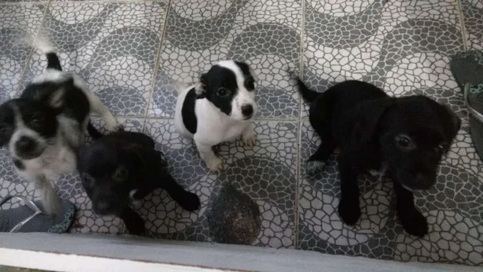 Cachorro raça Mestiços idade 2 a 6 meses nome Sem nome