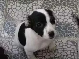 Cachorro raça Mestiços idade 2 a 6 meses nome Sem nome
