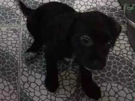 Cachorro raça Mestiços idade 2 a 6 meses nome Sem nome