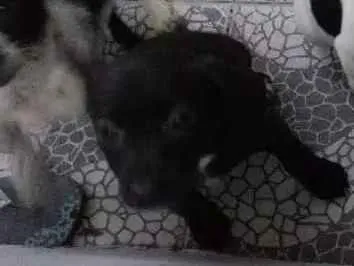 Cachorro raça Mestiços idade 2 a 6 meses nome Sem nome