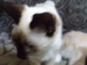 Gato raça SRD idade 2 a 6 meses nome Fred