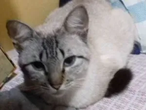 Gato raça SRD idade 7 a 11 meses nome Lili