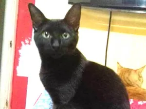 Gato raça SRD idade 2 a 6 meses nome BONER