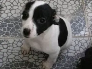 Cachorro raça Mestiços idade 2 a 6 meses nome Sem nome
