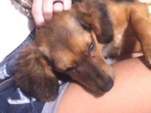 Cachorro ra a Raça não definida idade 7 a 11 meses nome Sharlote