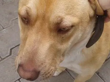 Cachorro ra a Vira Lata idade 2 anos nome -