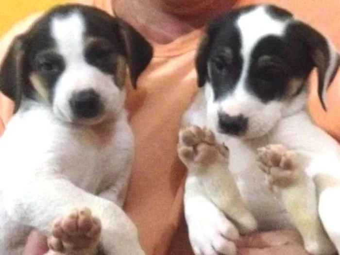 Cachorro raça MESTIÇO idade Abaixo de 2 meses nome FILHOTES