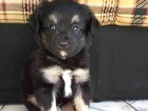 Cachorro raça vira lata idade 2 a 6 meses nome Thor