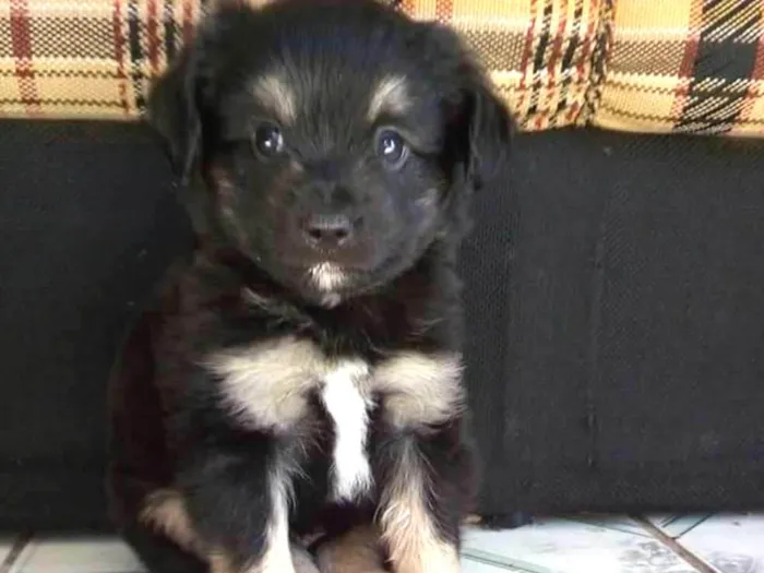 Cachorro ra a vira lata idade 2 a 6 meses nome Thor