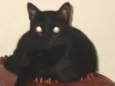 HOLLY