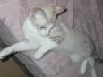DIDO