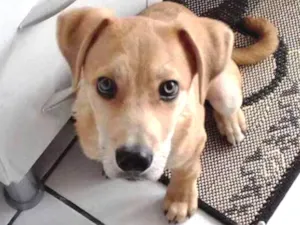 Cachorro raça SRD idade 2 a 6 meses nome FILHOTE SRD