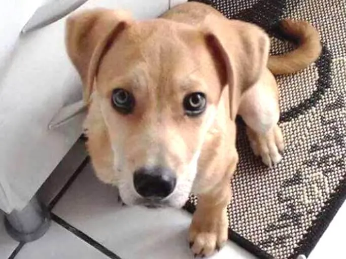 Cachorro ra a SRD idade 2 a 6 meses nome FILHOTE SRD