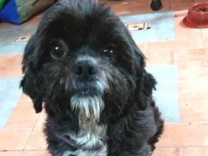 Cachorro raça Shiatsu idade 5 anos nome Lambido