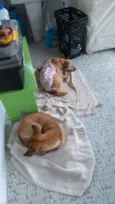 Magali é orelhinha