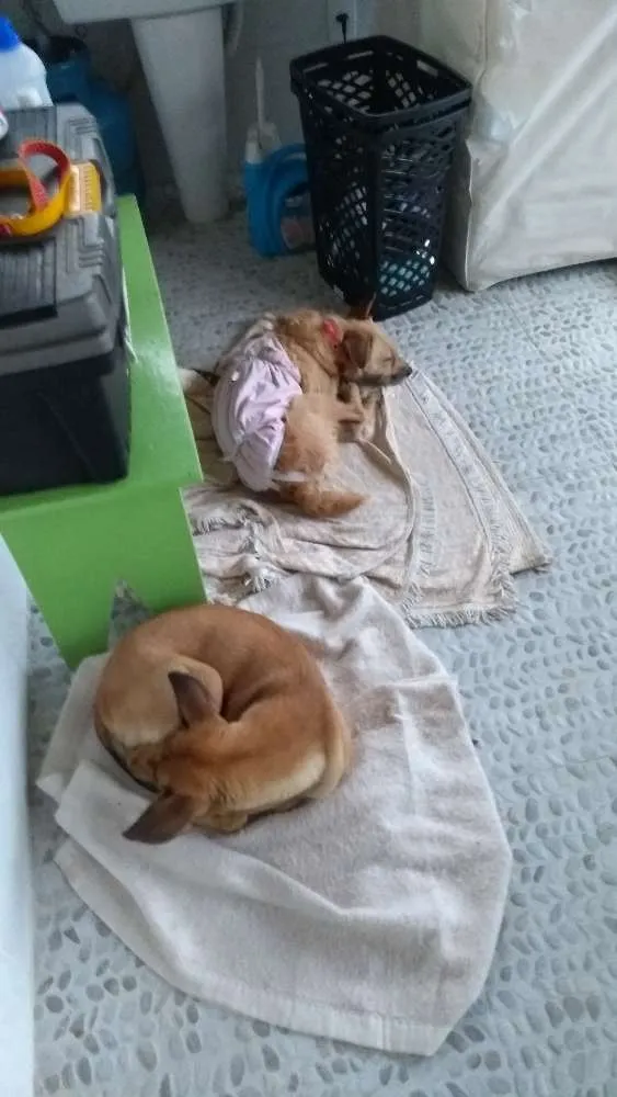 Cachorro ra a Srd idade 2 anos nome Magali é orelhinha