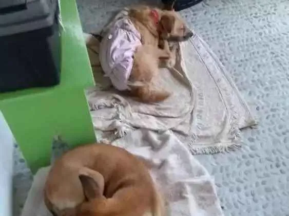 Cachorro ra a Srd idade 2 anos nome Magali é orelhinha