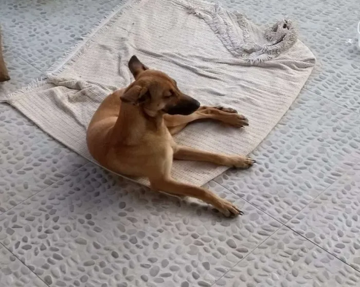 Cachorro ra a Srd idade 2 anos nome Magali é orelhinha