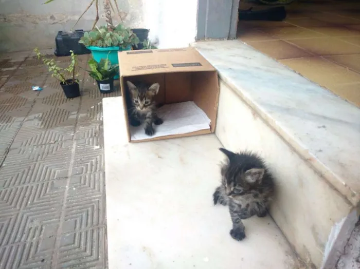 Gato raça Sem raça definida idade 2 a 6 meses nome Adão Negro/Eva Black
