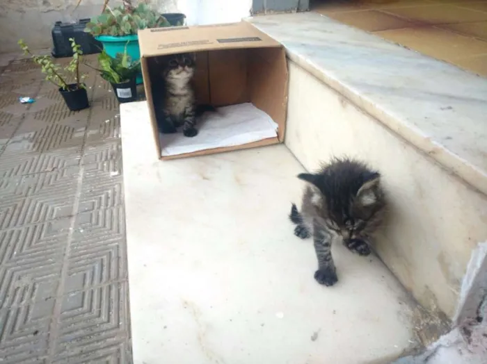 Gato raça Sem raça definida idade 2 a 6 meses nome Adão Negro/Eva Black