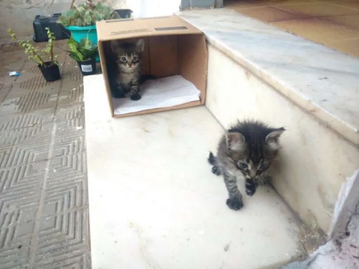 Gato raça Sem raça definida idade 2 a 6 meses nome Adão Negro/Eva Black