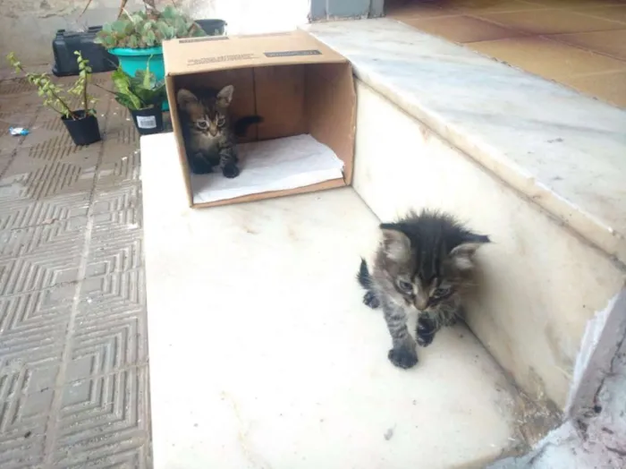 Gato raça Sem raça definida idade 2 a 6 meses nome Adão Negro/Eva Black