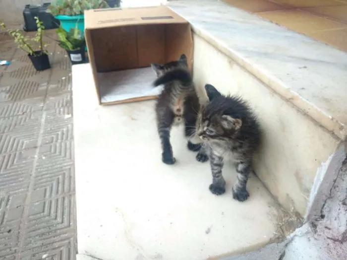 Gato raça Sem raça definida idade 2 a 6 meses nome Adão Negro/Eva Black