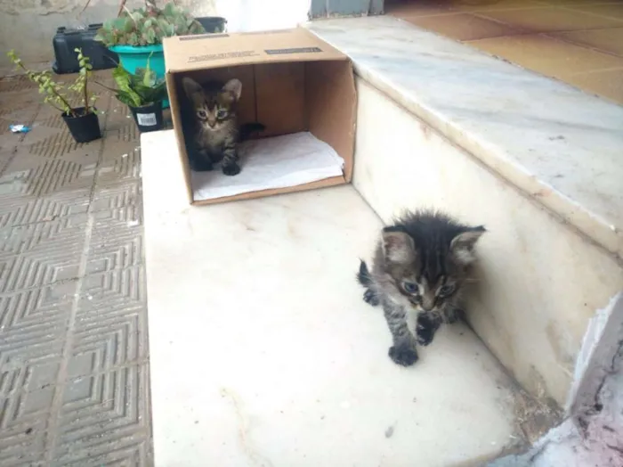 Gato raça Sem raça definida idade 2 a 6 meses nome Adão Negro/Eva Black