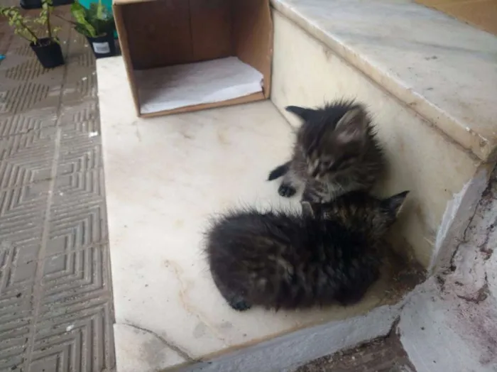 Gato raça Sem raça definida idade 2 a 6 meses nome Adão Negro/Eva Black