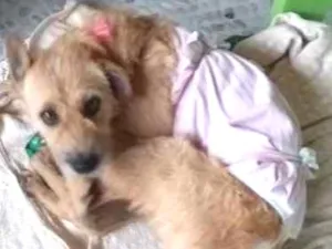 Cachorro raça Srd idade 2 anos nome Magali é orelhinha