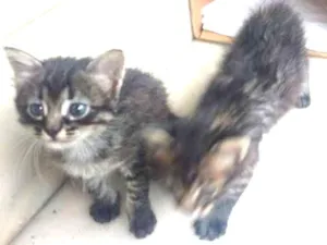 Gato raça Sem raça definida idade 2 a 6 meses nome Adão Negro/Eva Black
