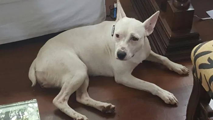 Cachorro ra a Vira lata idade 1 ano nome Branquinha