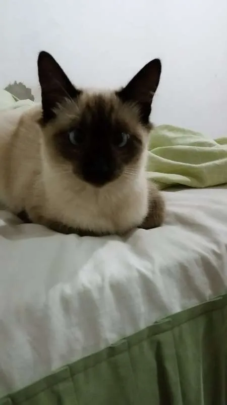 Gato raça mestiça idade 2 a 6 meses nome Abigail